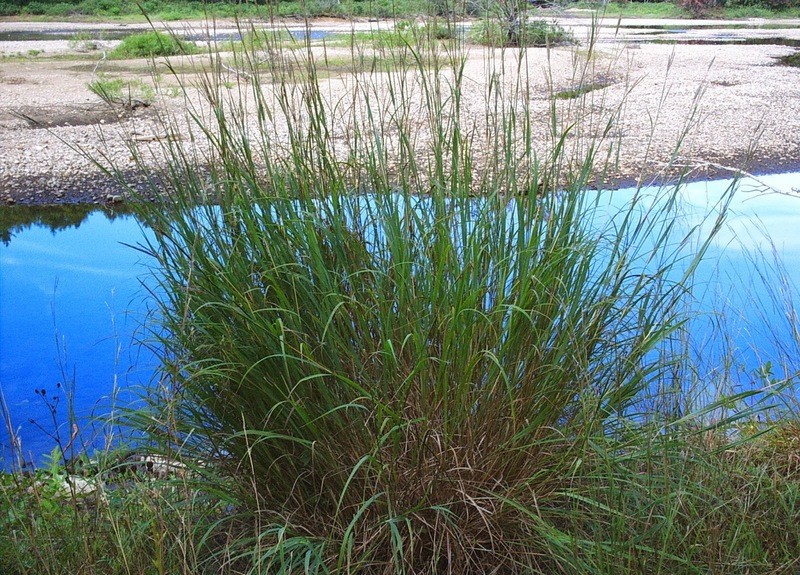 Andropogon gerardii