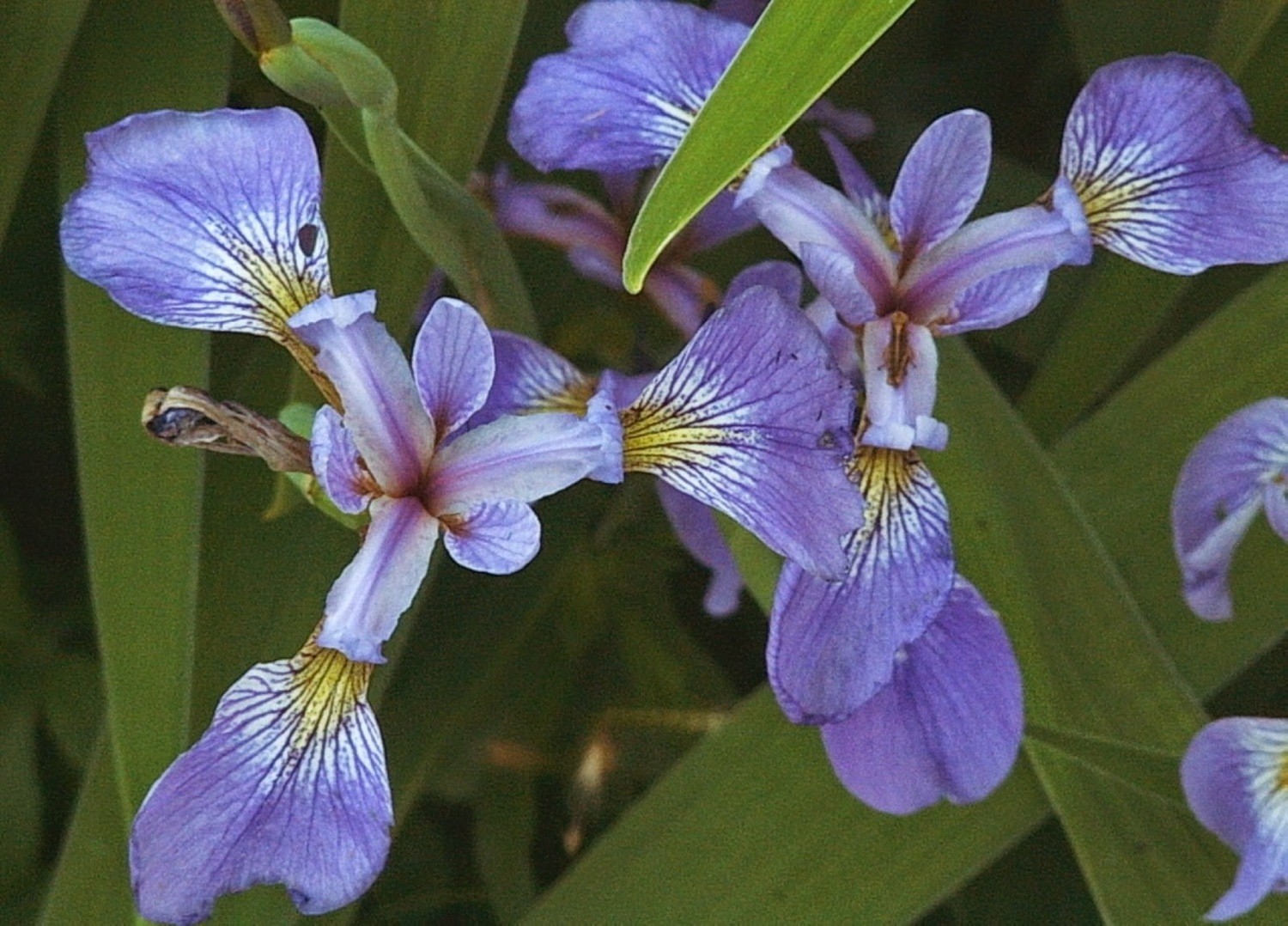 Blue-flag Iris (Iris versicolor)