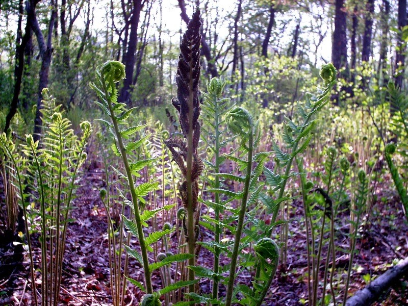 Osmunda cinnamomea