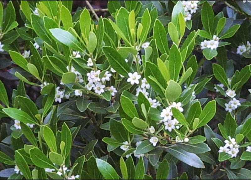 Ilex glabra