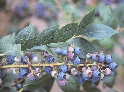 Vaccinium corymbosum