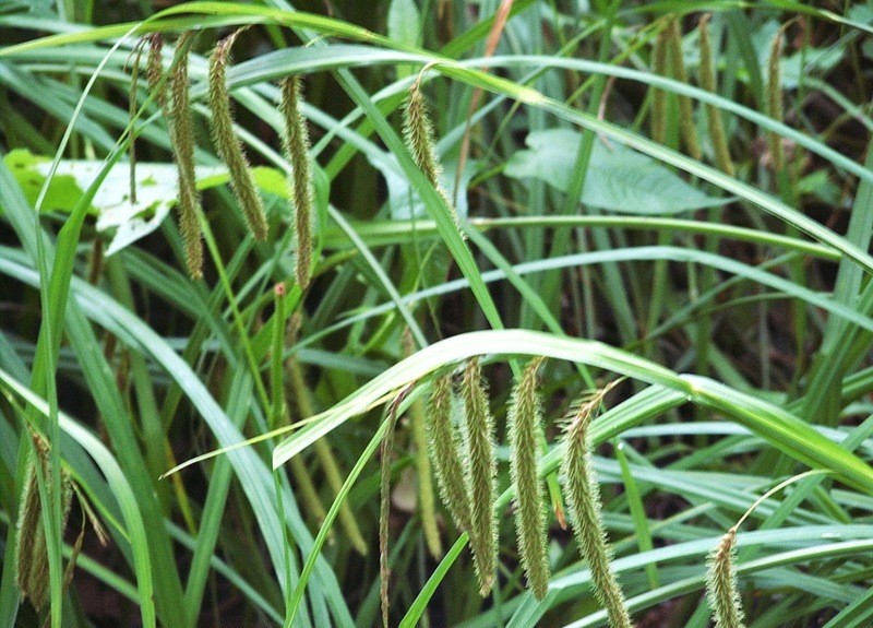 Carex crinita