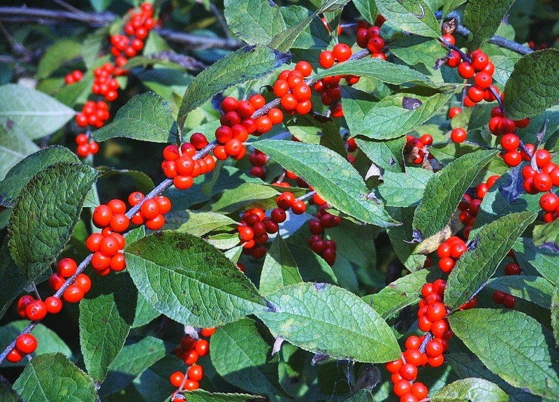 Ilex verticillata