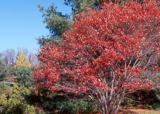 Amelanchier canadensis