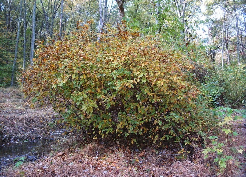 Clethra alnifolia