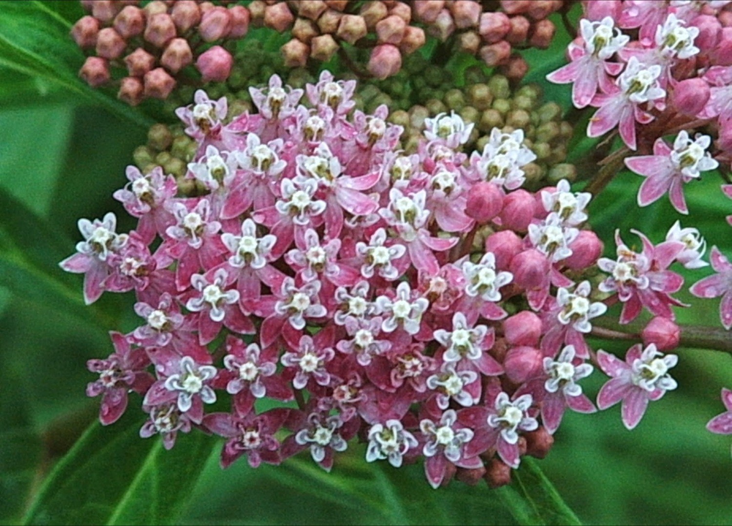 Asclepias incarnata
