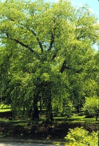 Betula nigra Betula nigra