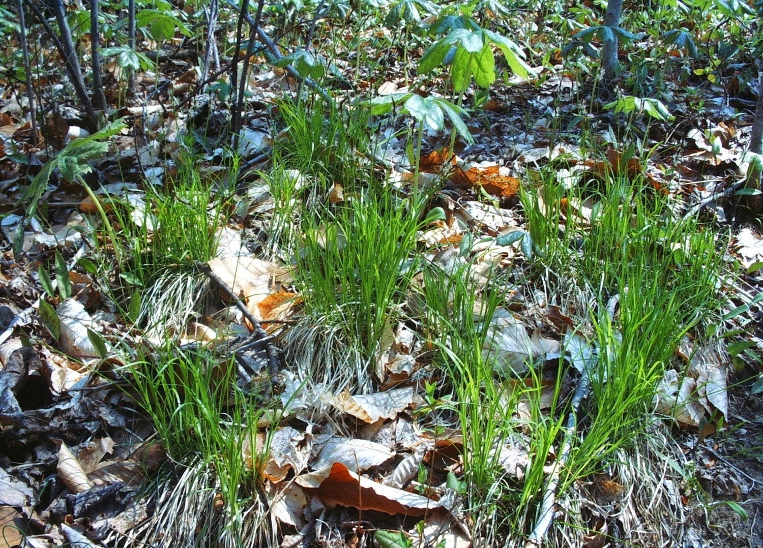 Carex pensylvanica Carex pensylvanica