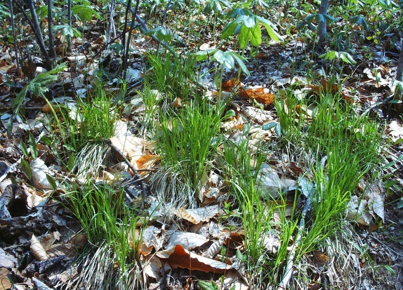 Carex pensylvanica Carex pensylvanica