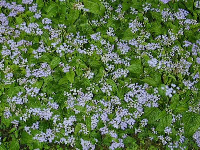 Conoclinum coelestinum Conoclinum coelestinum
