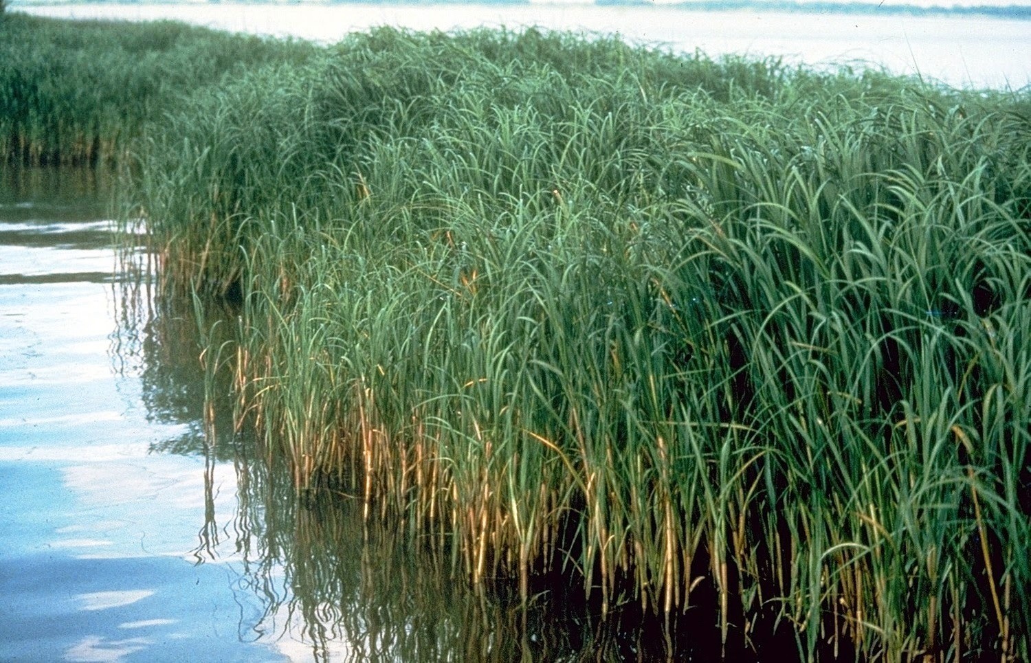 Spartina alterniflora Spartina alterniflora