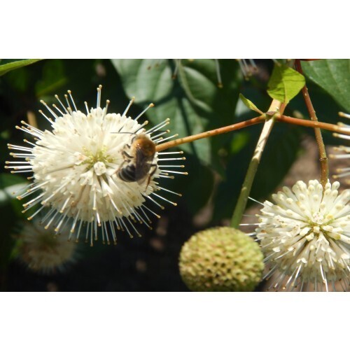 Cephalanthus occidentalis