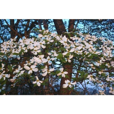 Cornus florida