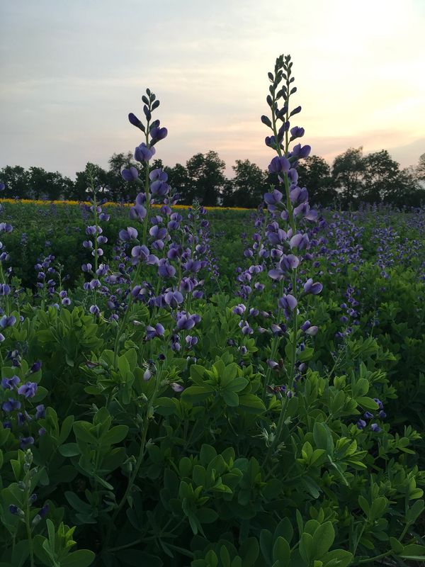 Baptisia australis Baptisia australis