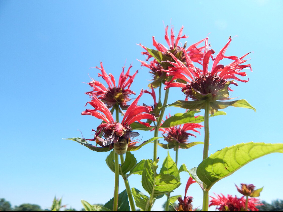 Monarda didyma
