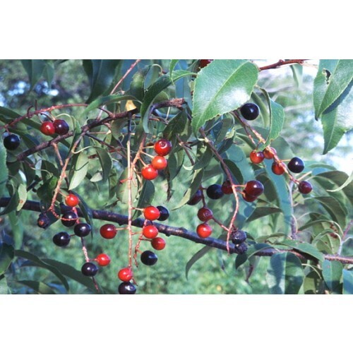 Prunus serotina Prunus serotina