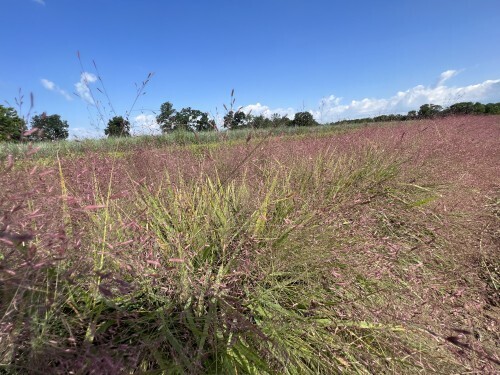 Eragrostis spectabilis
