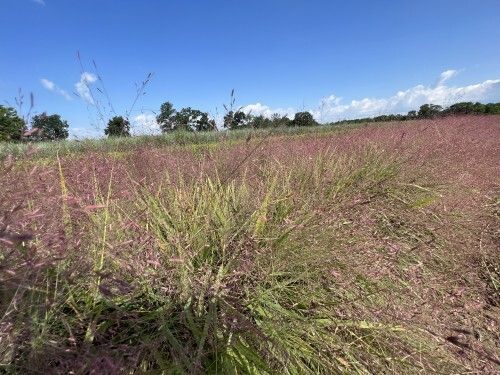 Eragrostis spectabilis Eragrostis spectabilis