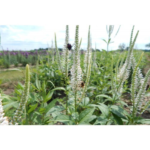 Veronicastrum virginicum