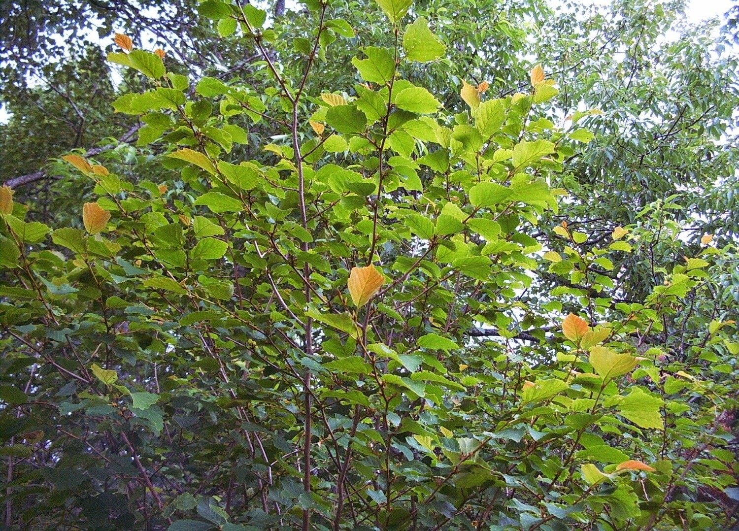 Hamamelis virginiana Hamamelis virginiana