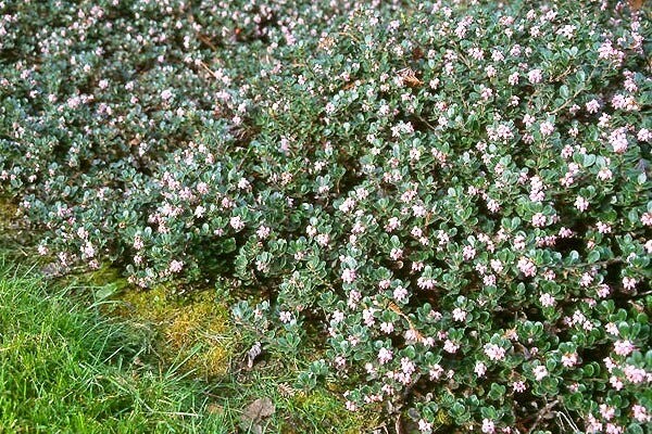 Arctostaphylos uva-ursi