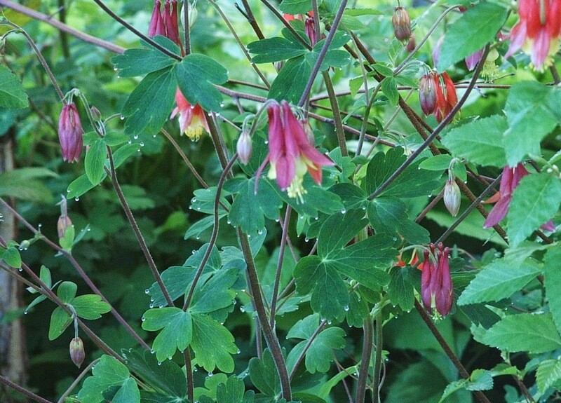 Aquilegia canadensis Aquilegia canadensis