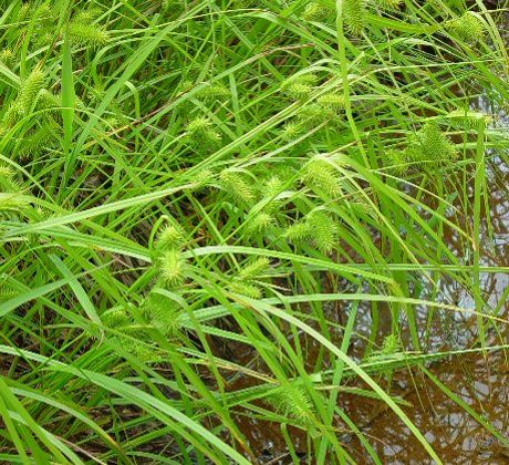 Carex lurida Carex lurida