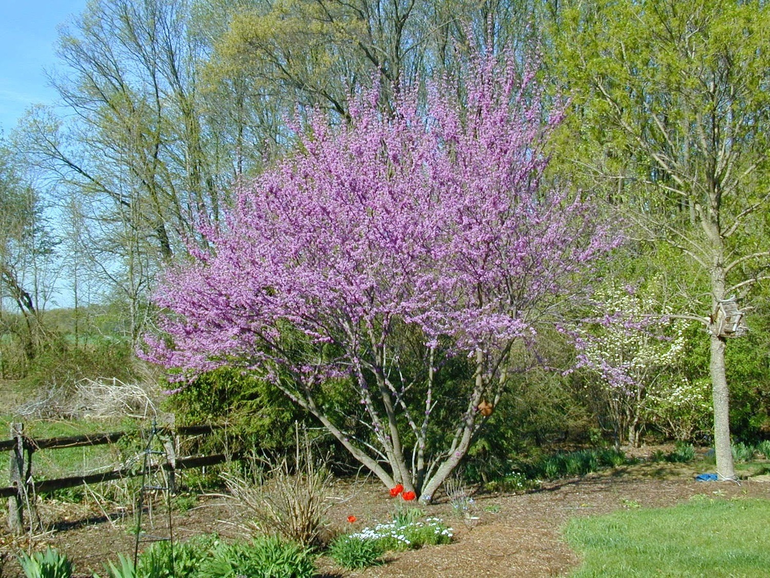 Cercis canadensis Cercis canadensis