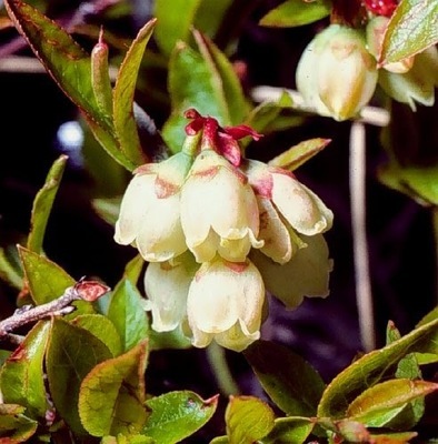 Vaccinium angustifolium