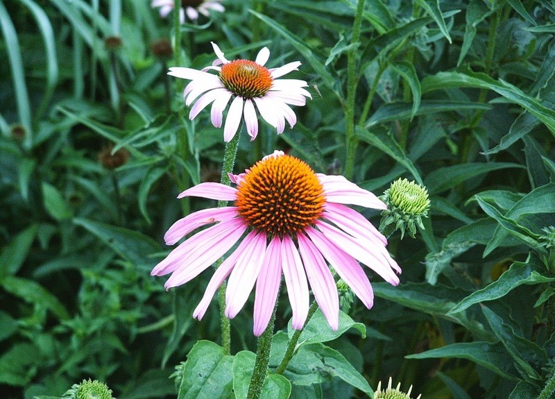 Echinacea purpurea Echinacea purpurea