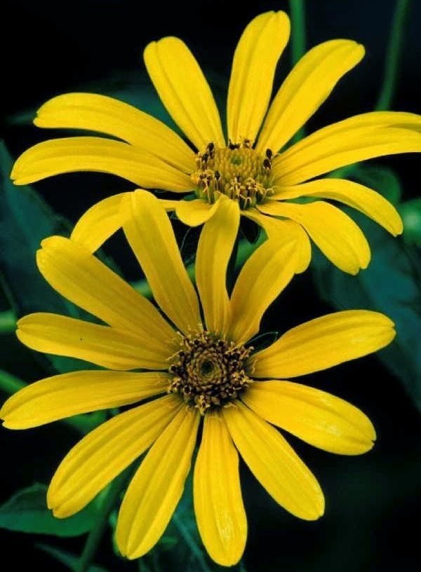 Heliopsis helianthoides Heliopsis helianthoides