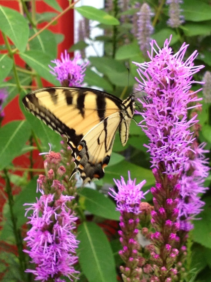 Liatris spicata