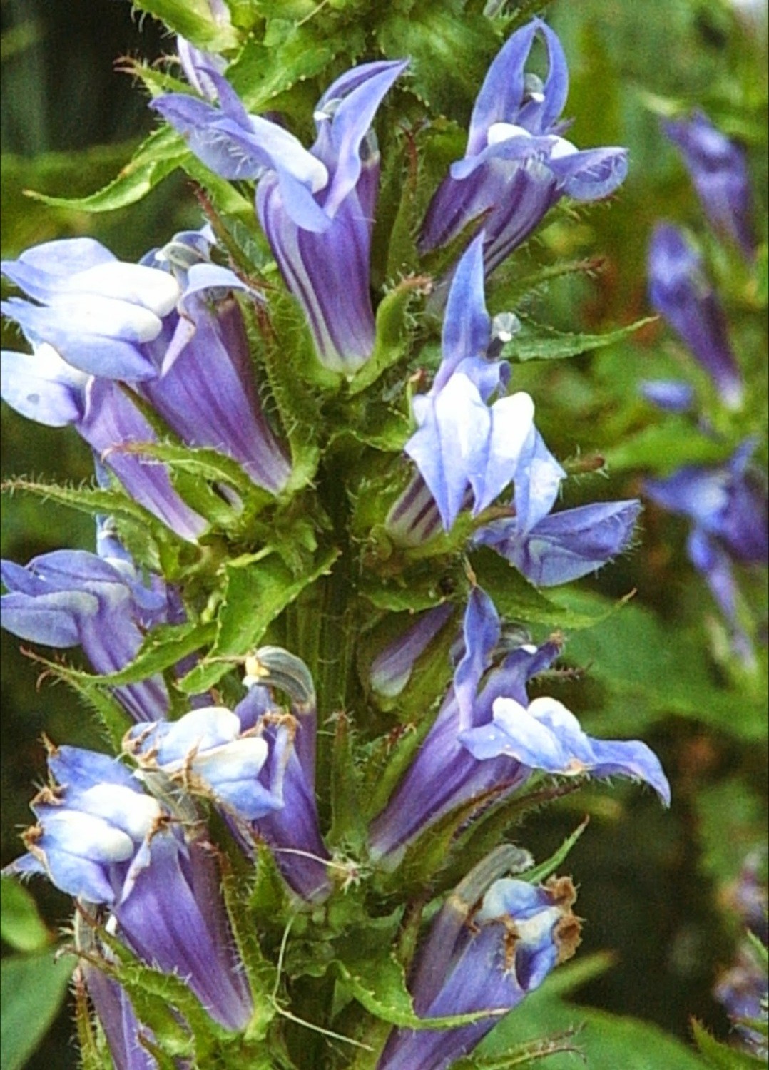 Lobelia siphilitica