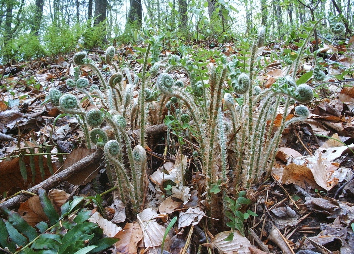 Polystichum acrostichoides Polystichum acrostichoides