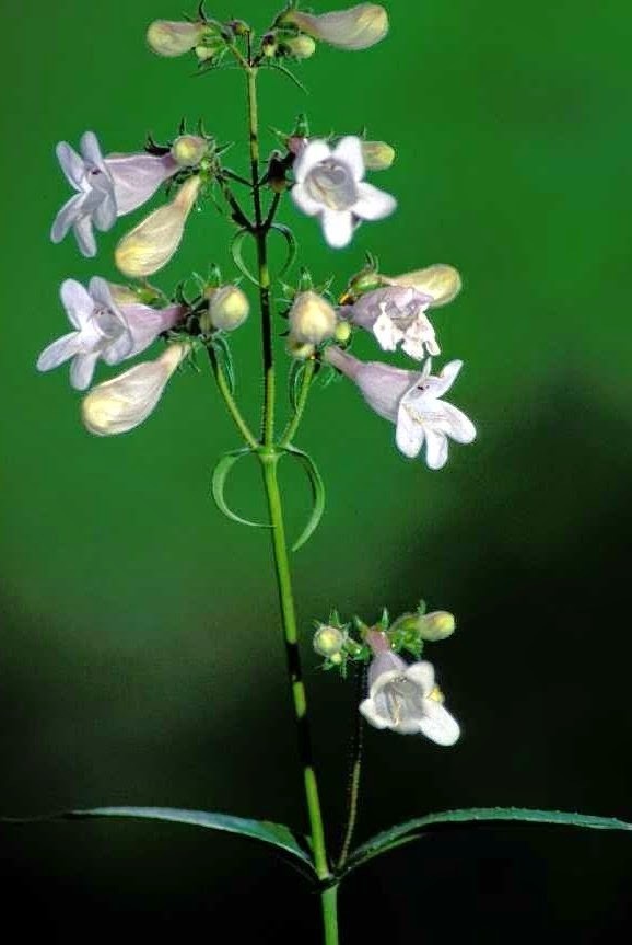 Penstemon digitalis