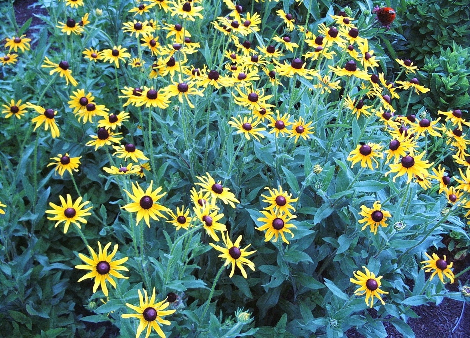 Rudbeckia hirta