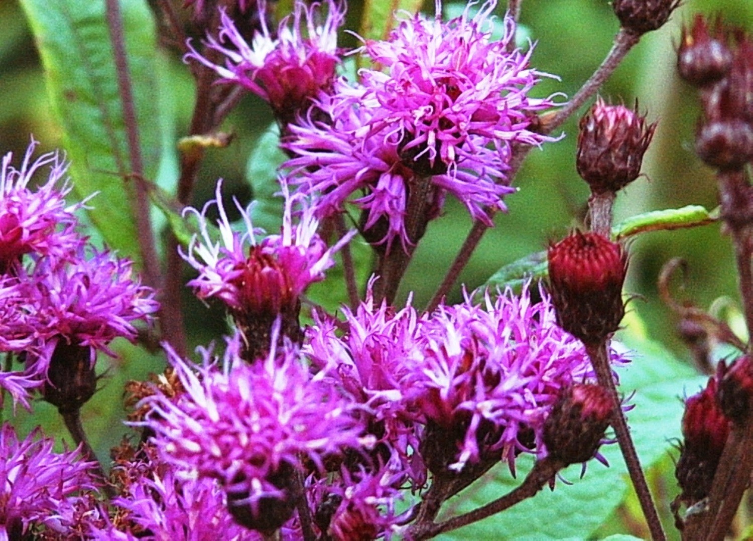 Vernonia noveboracensis