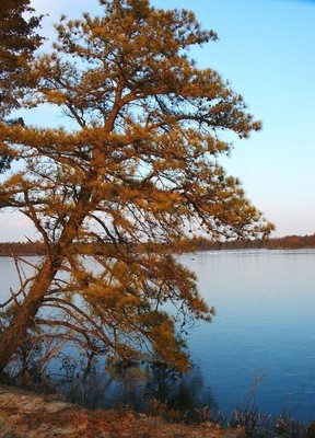 Pinus rigida Pinus rigida