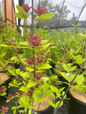 Calycanthus floridus Calycanthus floridus