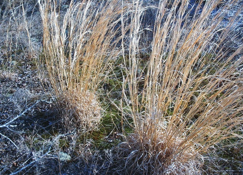 Andropogon virginicus Andropogon virginicus