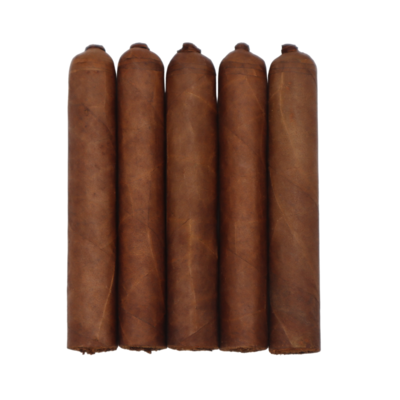 Pigtail Sumatra (5 pack)