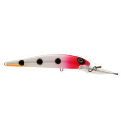 Bay Rat SD Sherbert