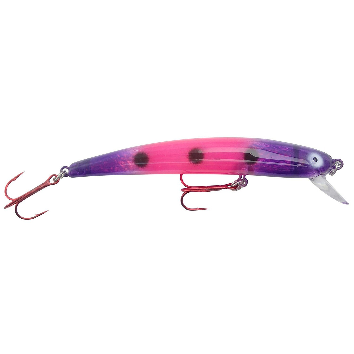 Bay Rat Long Shallow Purple Pink Frog