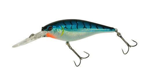 Flicker 5M Blue Tiger