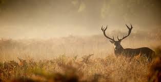 Hunting