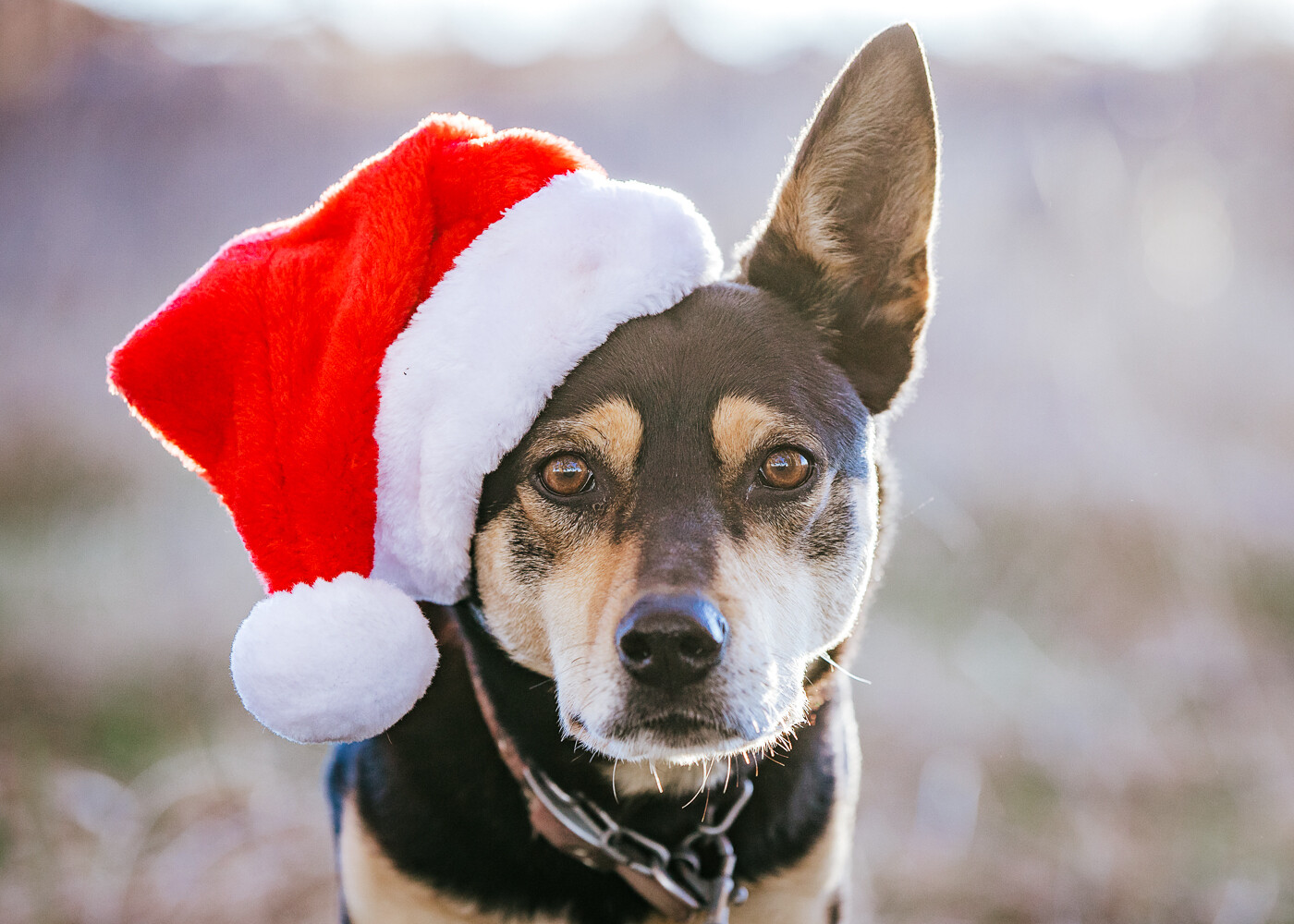 Pack of 5 Christmas Cards