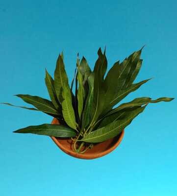 Mango Leaf / மா இலை