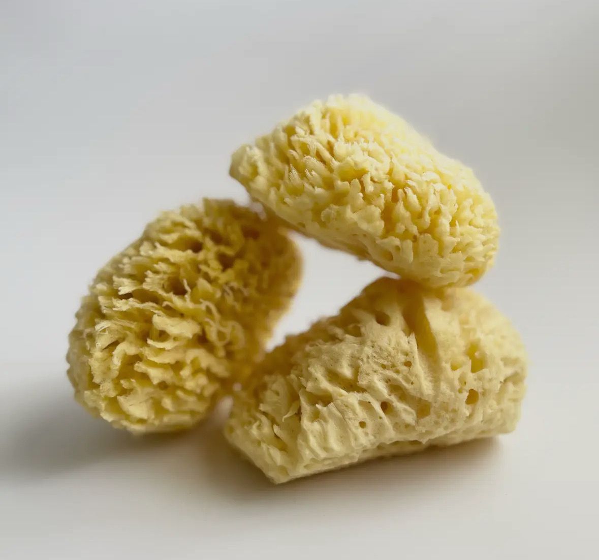 Sea Sponge