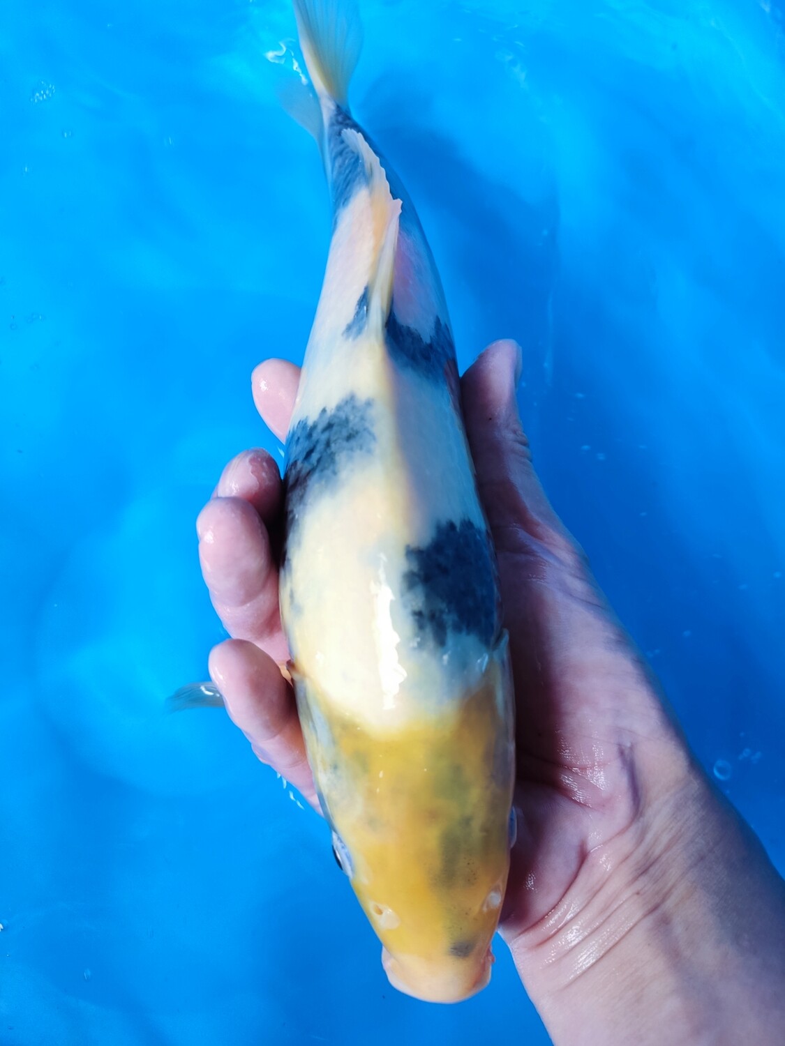 白寫 (約29cm)