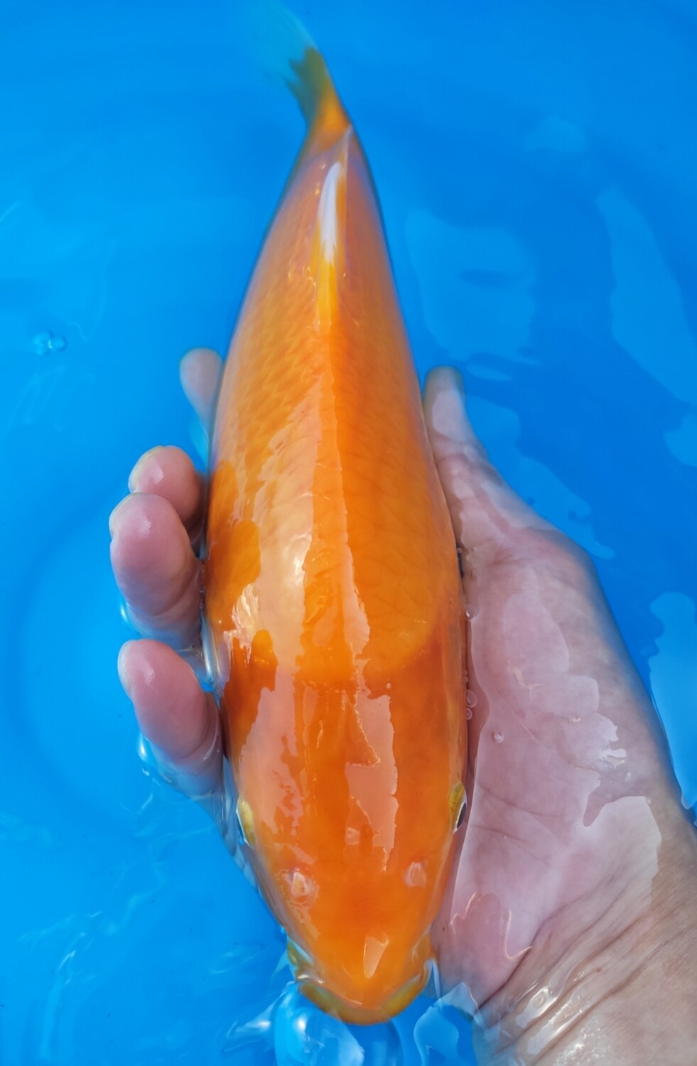 阪井芒果 (約26cm) - 無地類, 部別優勝一位